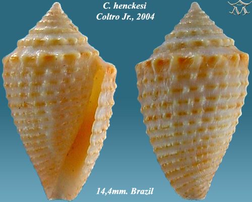 File:Conus henckesi 1.jpg