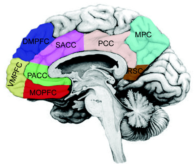 File:Cortical midline structures.png