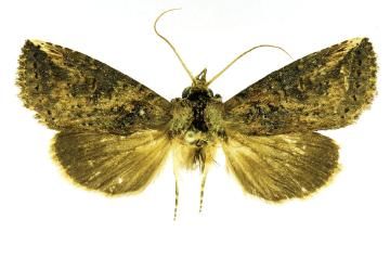 File:Elasmia mandela male.JPG