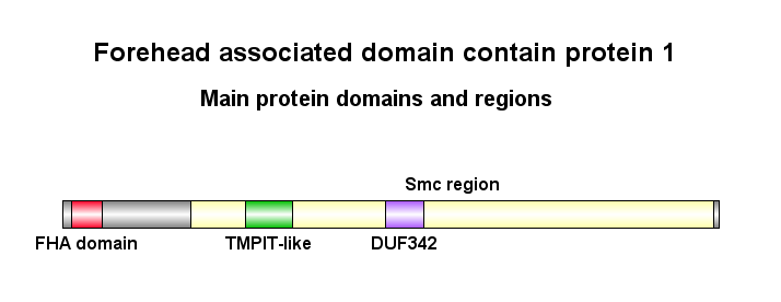 File:FHAD1 domains.png