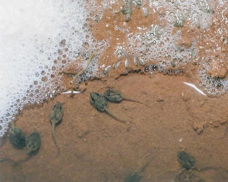 File:Group of tadpoles of Physalaemus nattereri.jpg