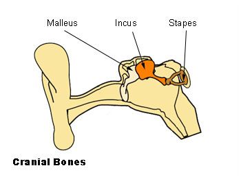 File:Illu auditory ossicles.jpg