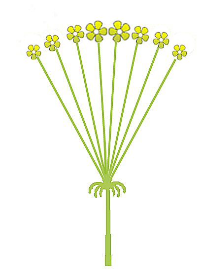 File:Inflorescence morphology simple umbel determinate.png