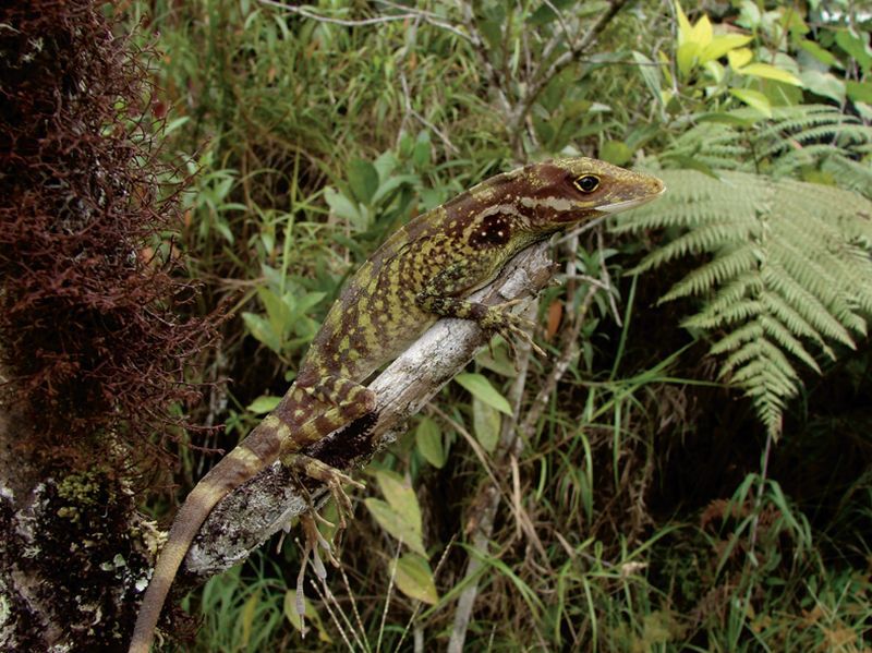 File:Male of Anolis podocarpus.jpg