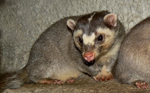 File:Melogale moschata (male) Praha zoo 02.2011 02.jpg