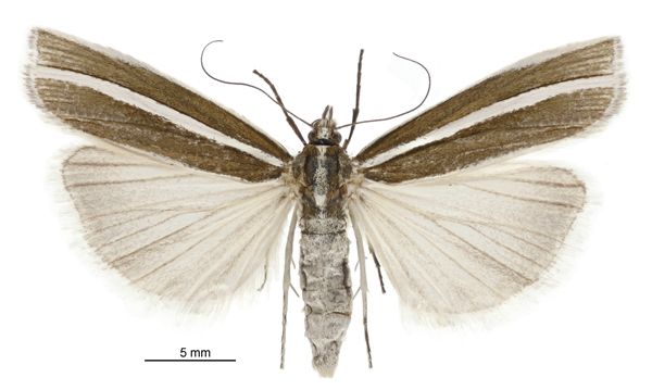 File:Orocrambus oppositus female.jpg