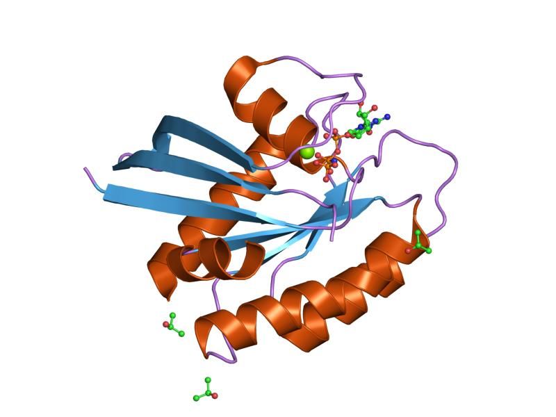 File:PDB 1p2u EBI.jpg