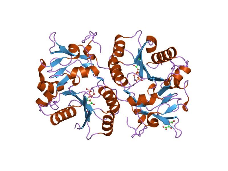 File:PDB 1v83 EBI.jpg