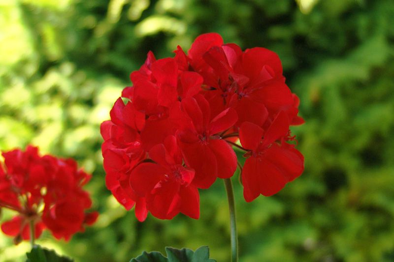 File:Pelargonium flower.jpg