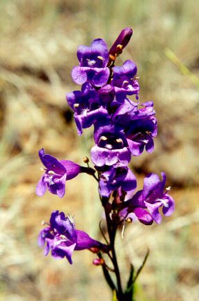 File:Penstemon venustus.jpg