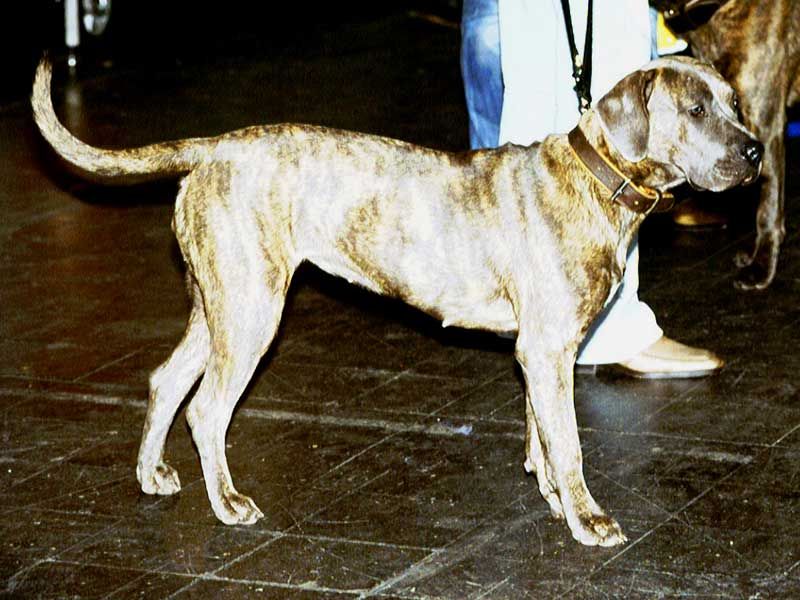 File:Perro-de-Presa-Canario.jpg