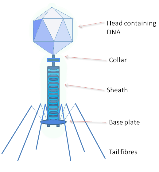 File:Phage.png