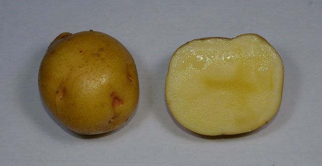 File:Potato cv kitaakari.JPG