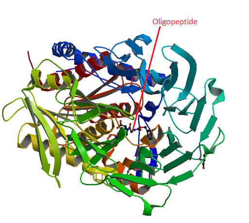 File:Prolyloligopeptidase complexed with peptide.png