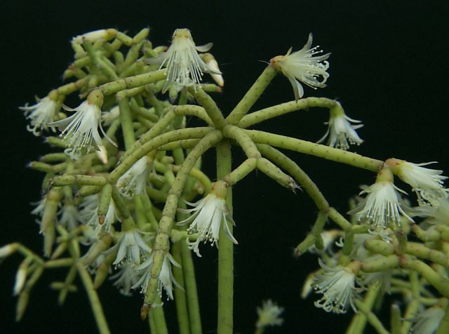 File:Rhipsalis cereuscula1PAKAL.jpg