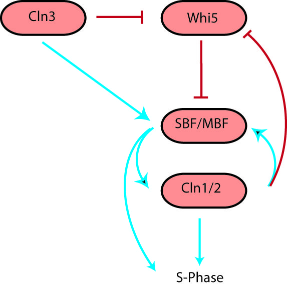 File:Skotheimsystem.jpg