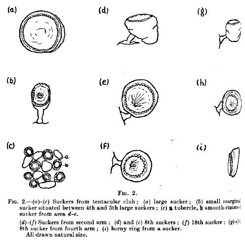 File:Suckers of giant squid, 1933.jpg