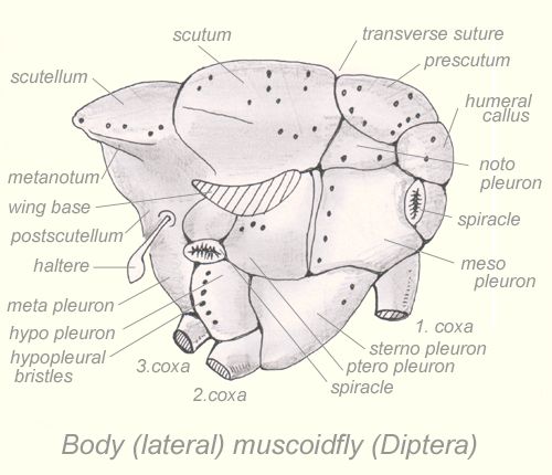 File:Thorax-diptera-lateral.jpg