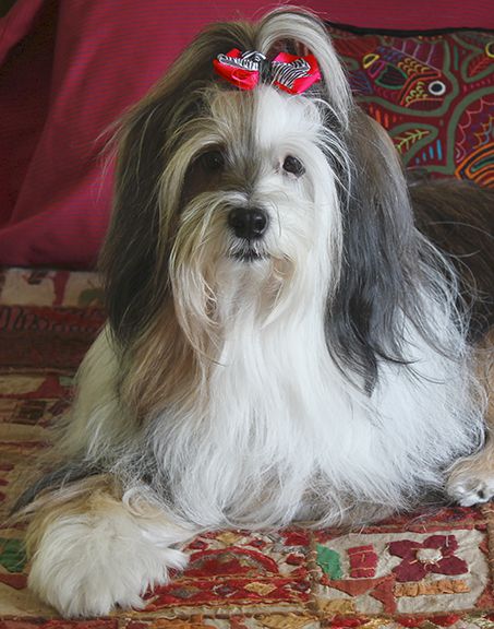 File:TibetanTerrier-Dali.jpg