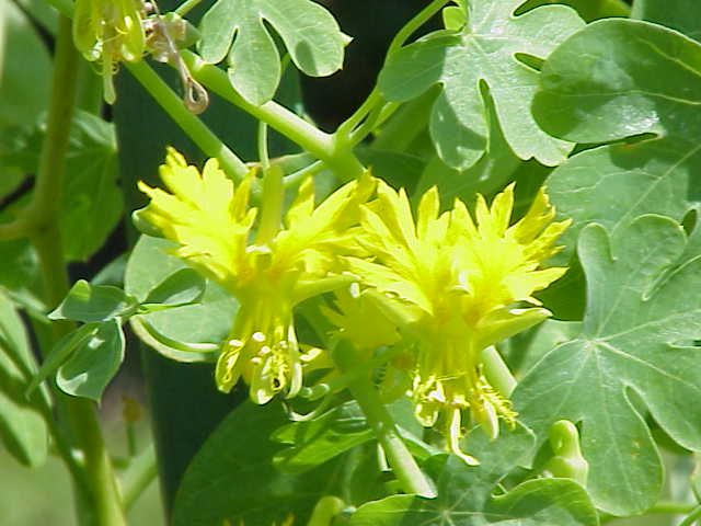 File:Tropaeolum peregrinum0.jpg