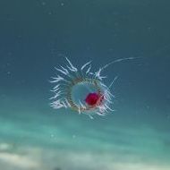 File:Turritopsis dohrnii (cropped).jpg