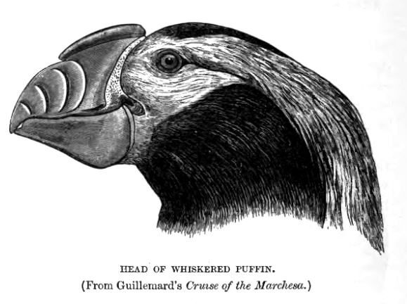 File:WhiskeredPuffinLyd.jpg