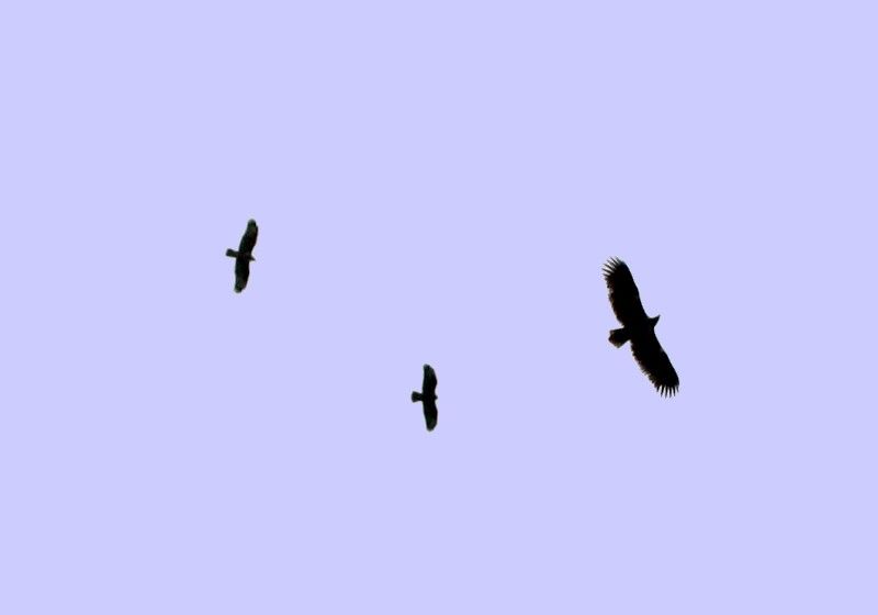 File:White-tailed Eagle with 2 Buzzards.jpg