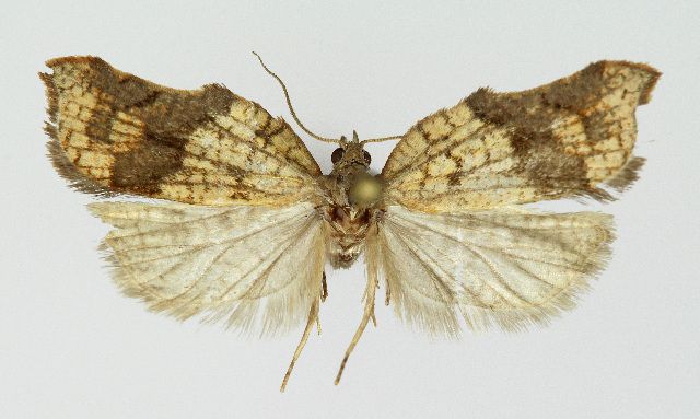 File:Acleris effractana KBE 014018.jpg