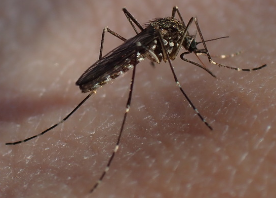 File:Aedes togoi.png