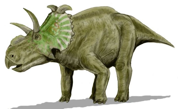 File:Albertaceratops BW.jpg