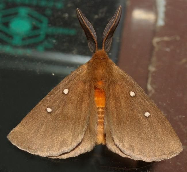 File:Anthela callispila.jpg