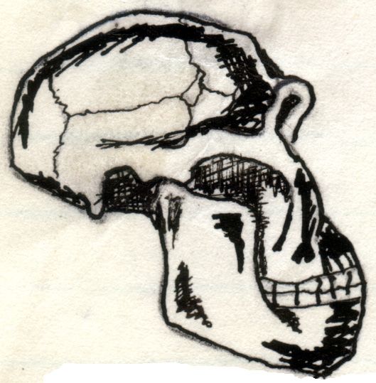 File:Australopithecus.jpg