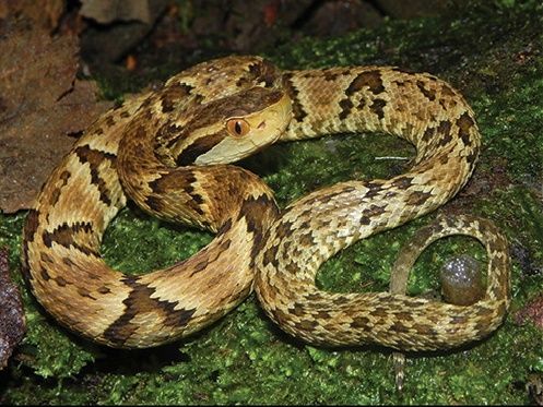 File:Bothrops jararaca 02.jpg