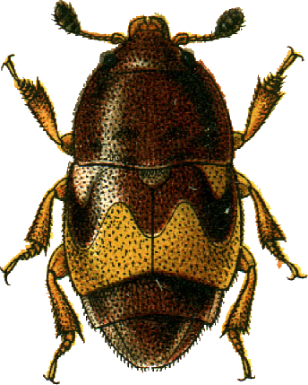 File:Carpophilus hemipterus Jacobson.png