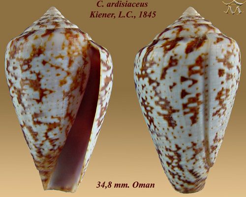 File:Conus ardisiaceus 2.jpg