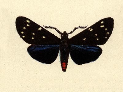 File:Ctenuchidia virgo.JPG