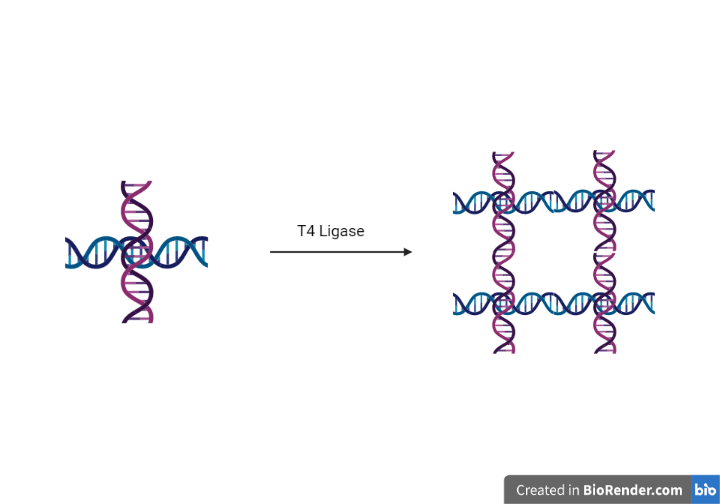 File:Enzyme-catalyzed Crosslinking.png