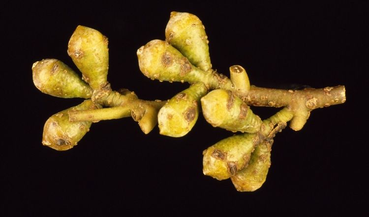 File:Eucalyptus archeri buds.jpg