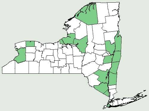 File:Galinsoga parviflora NY-dist-map.png