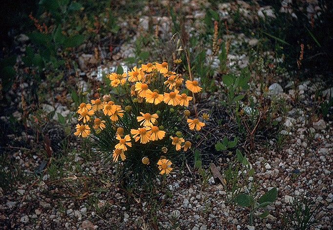 File:Helenium amarum1.jpg