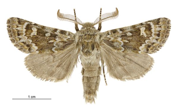 File:Ichneutica notata male.jpg