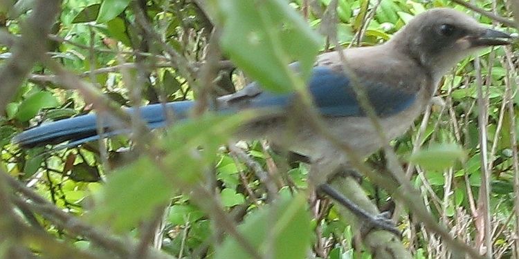 File:Juvenile Florida scrub jay.jpg