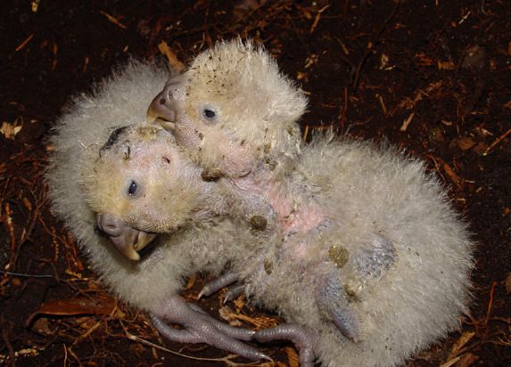 File:Kakapo chicks.jpg