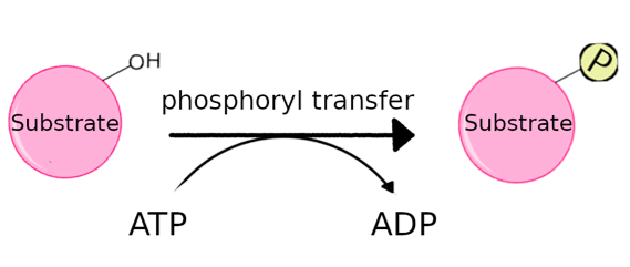 File:Kinase function.png