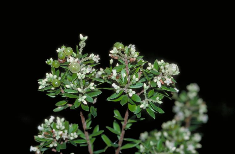 File:Leucopogon yorkensis.jpg