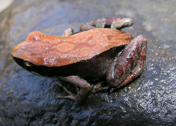 File:Mantella betsileo02.jpg