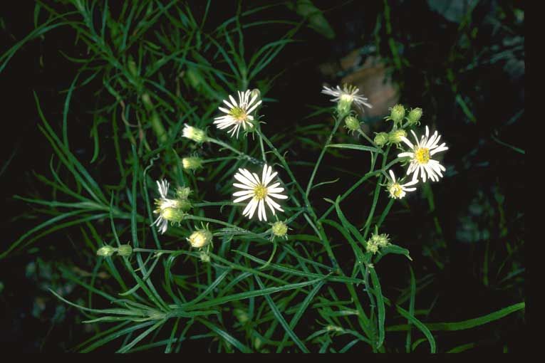 File:Olearia flocktoniae.jpg