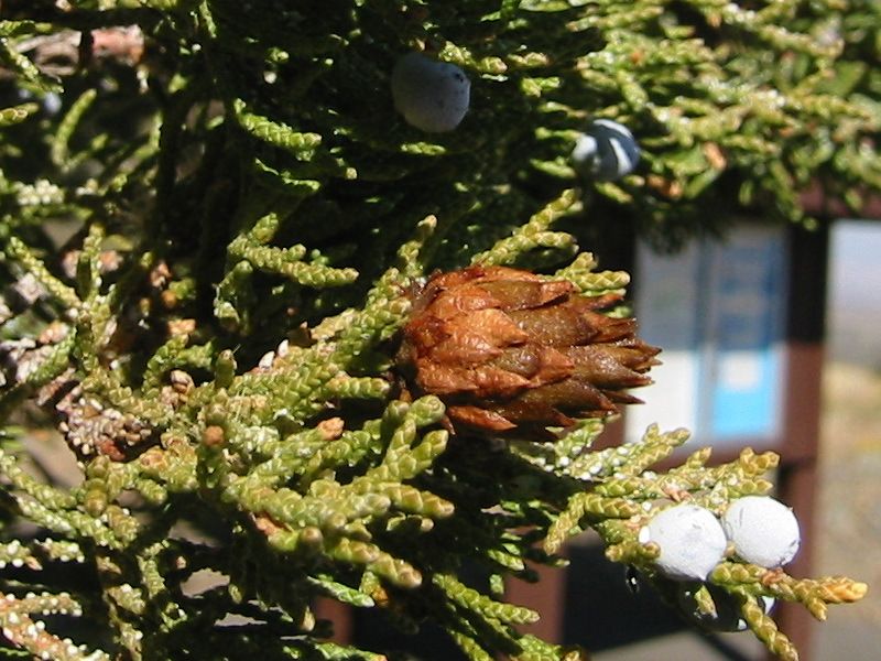 File:Oligotrophus betheli gall 8224t.JPG