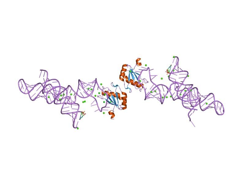 File:PDB 1m5k EBI.jpg