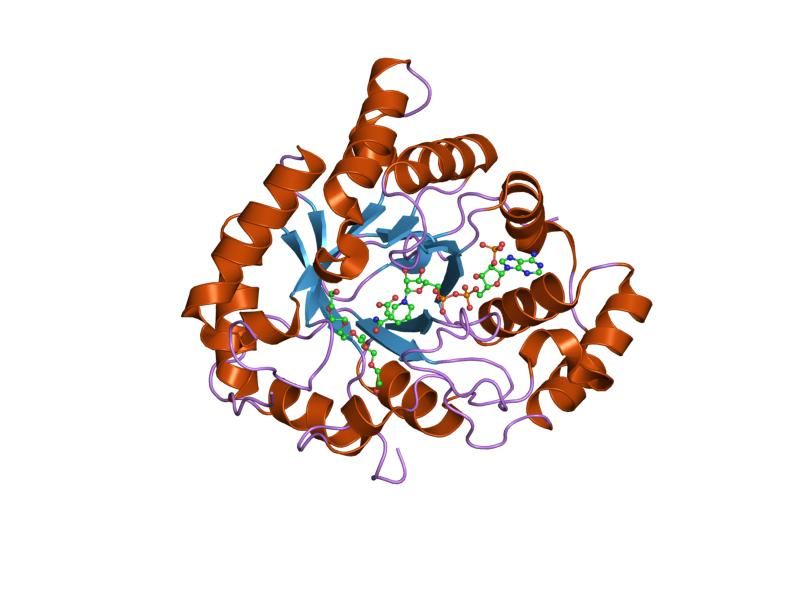 File:PDB 2fgb EBI.jpg